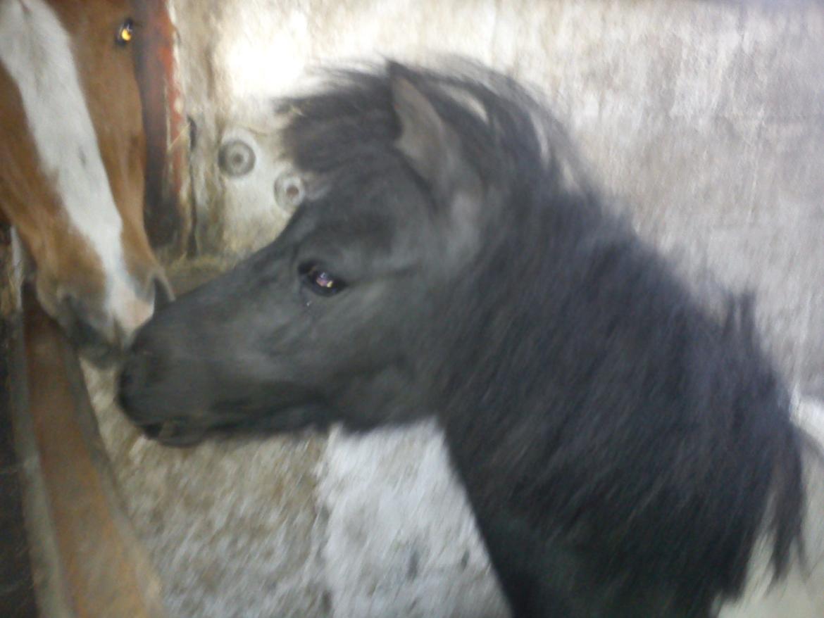 Miniature Sarah billede 11