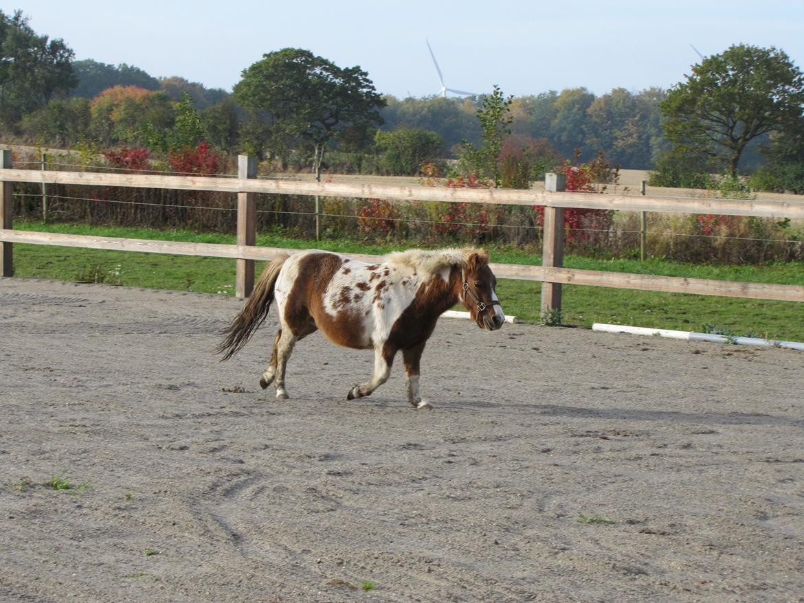 Anden særlig race Merle - Løber lidt billede 6