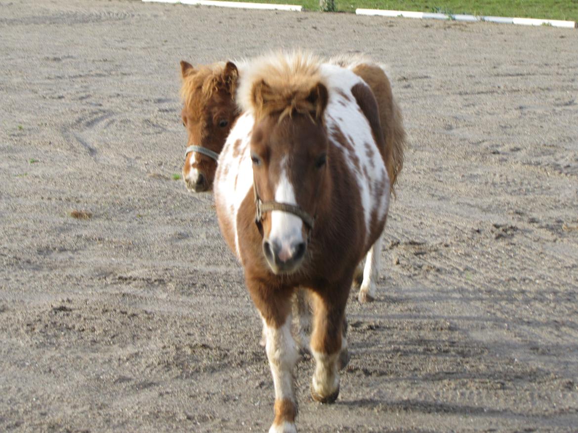 Anden særlig race Merle - Kaldet du ? billede 7