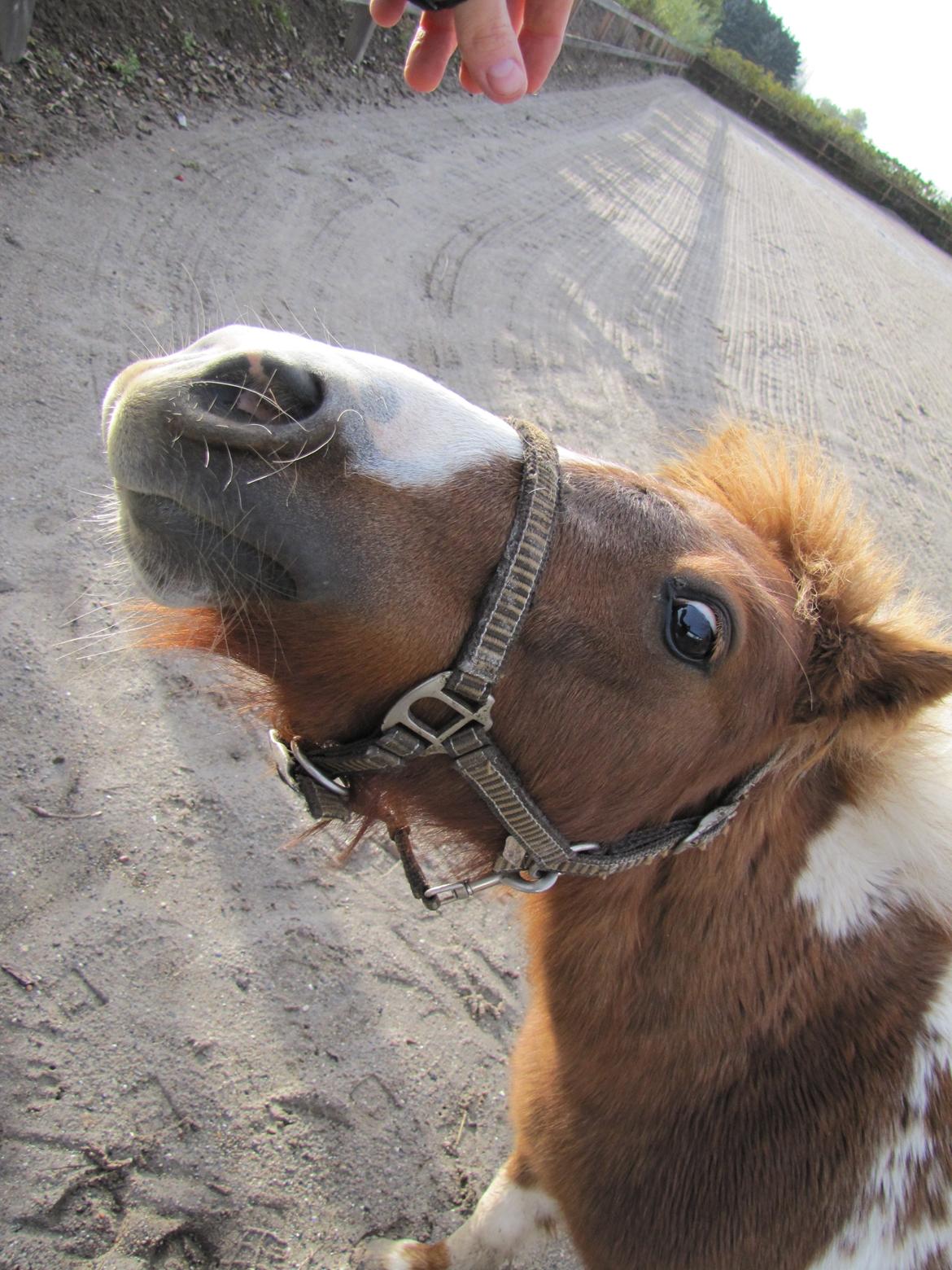 Anden særlig race Merle - Godbid JA tak ;)) billede 8