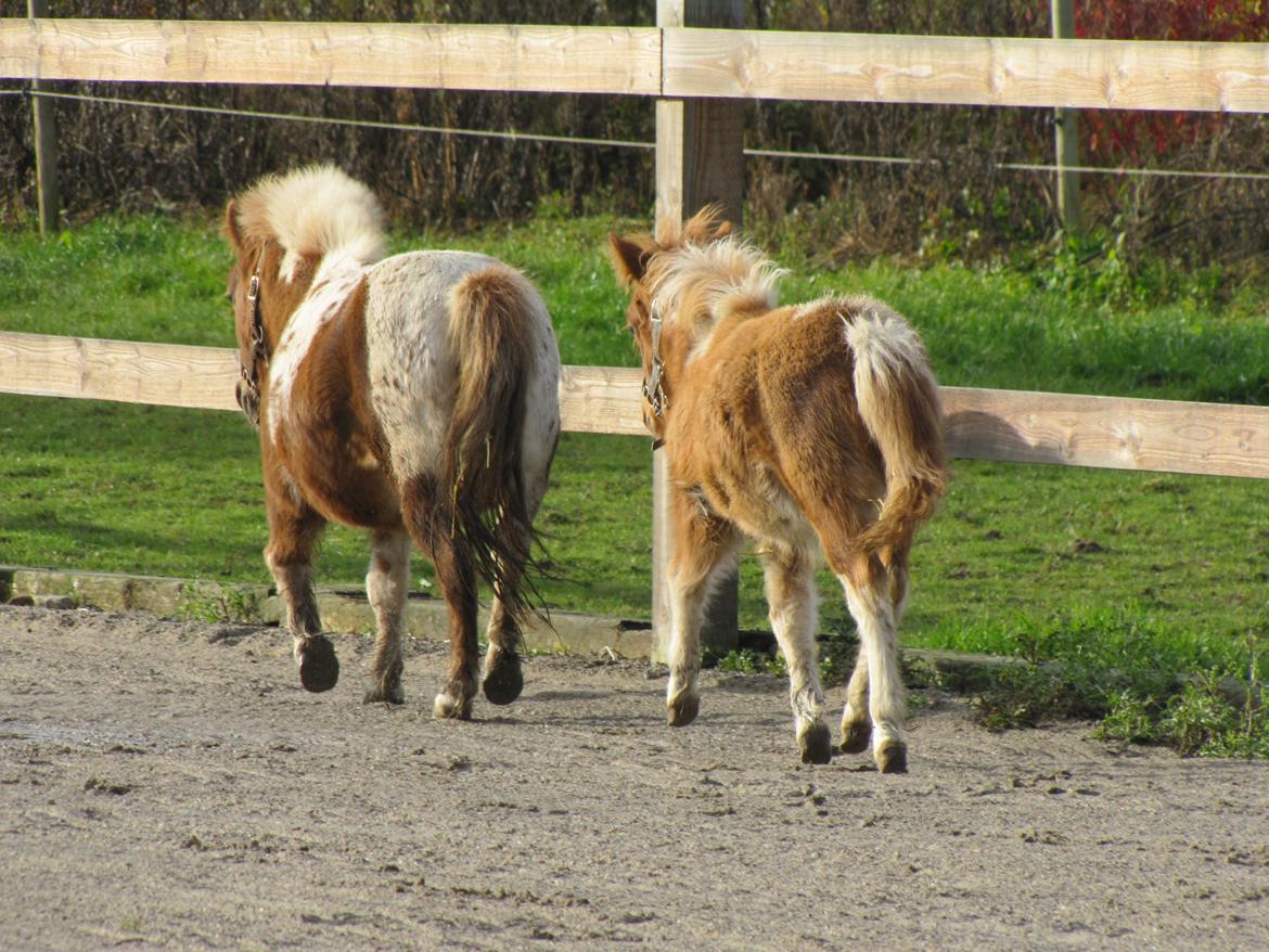 Anden særlig race Merle - To små numser :) billede 9