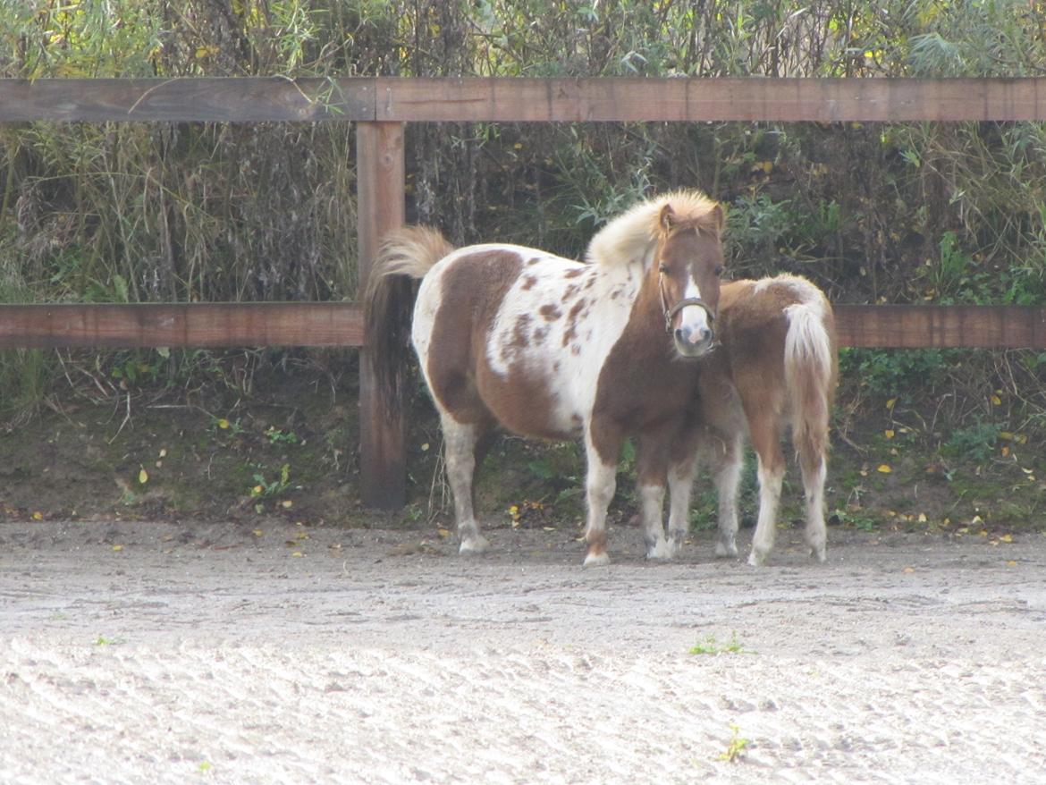 Anden særlig race Merle - Skal lige af med lidt  billede 10