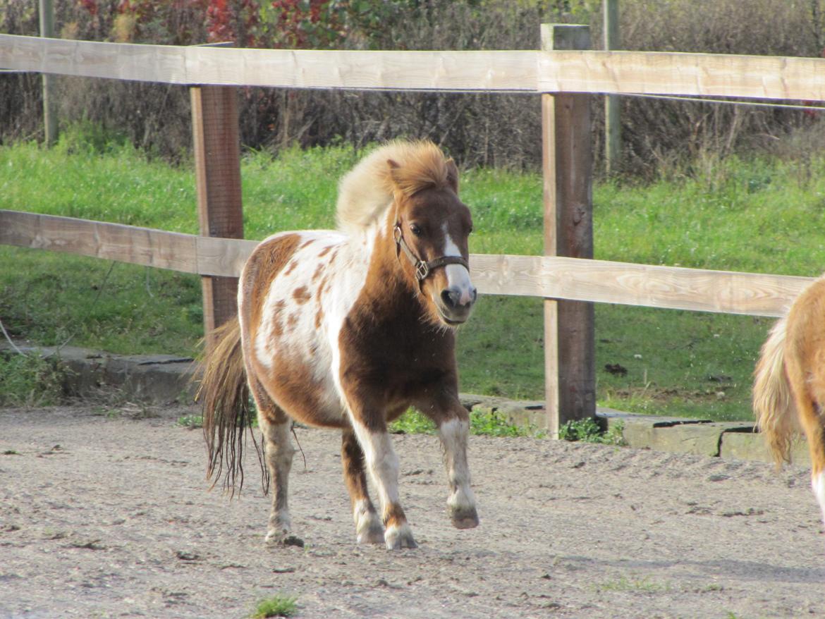 Anden særlig race Merle - Fuld galop :) billede 11