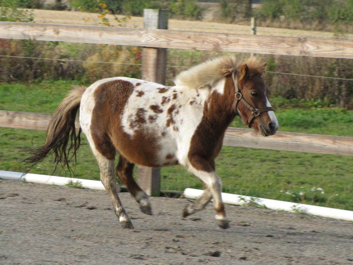 Anden særlig race Merle - LØB  billede 12
