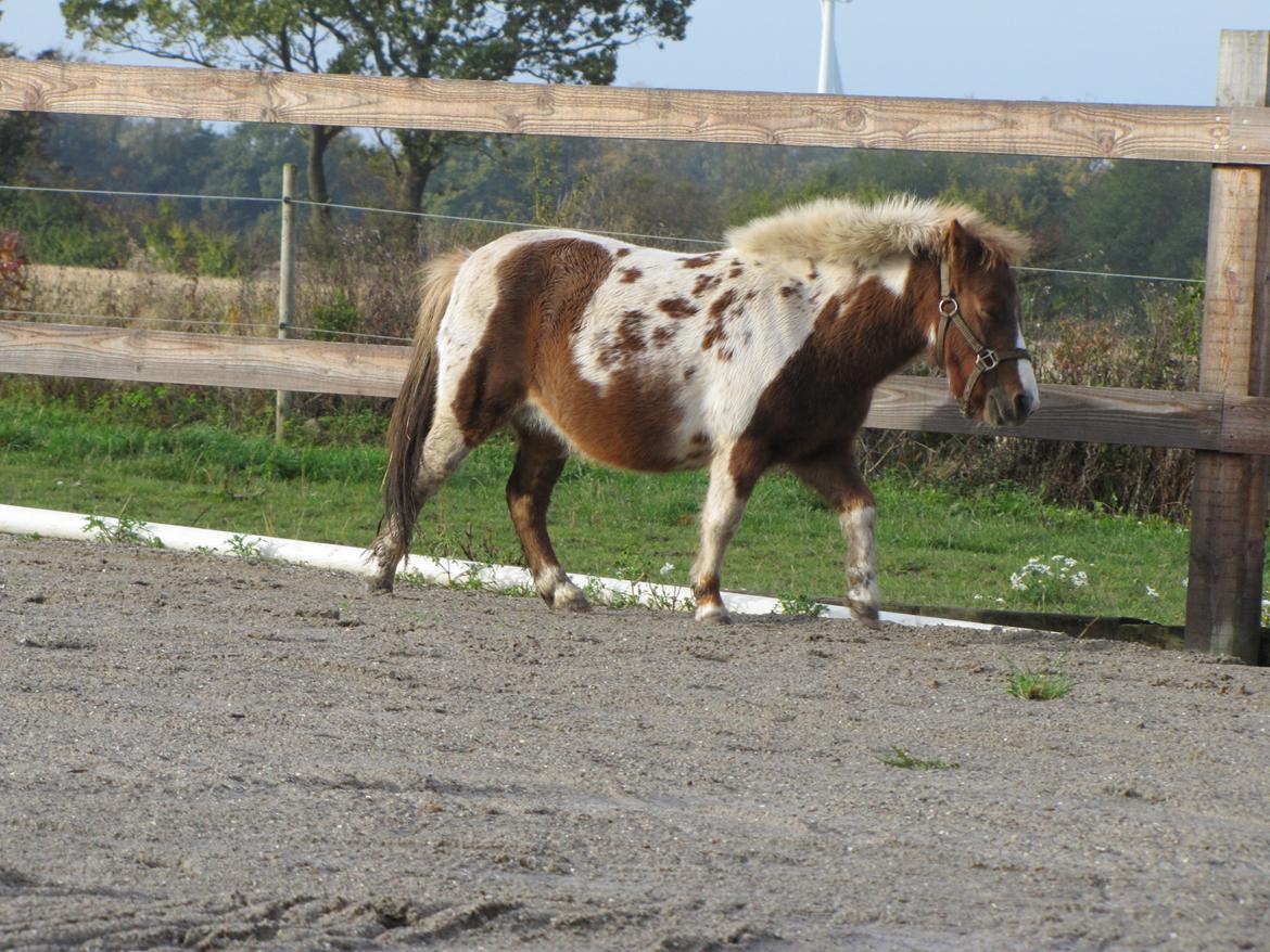 Anden særlig race Merle - Puha det er hårdt at være på ridebanen  billede 13