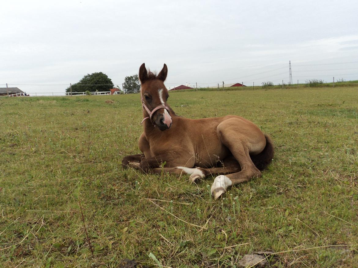 DSP Tystrupgårds Bathiba - 17. juni 2012 billede 16