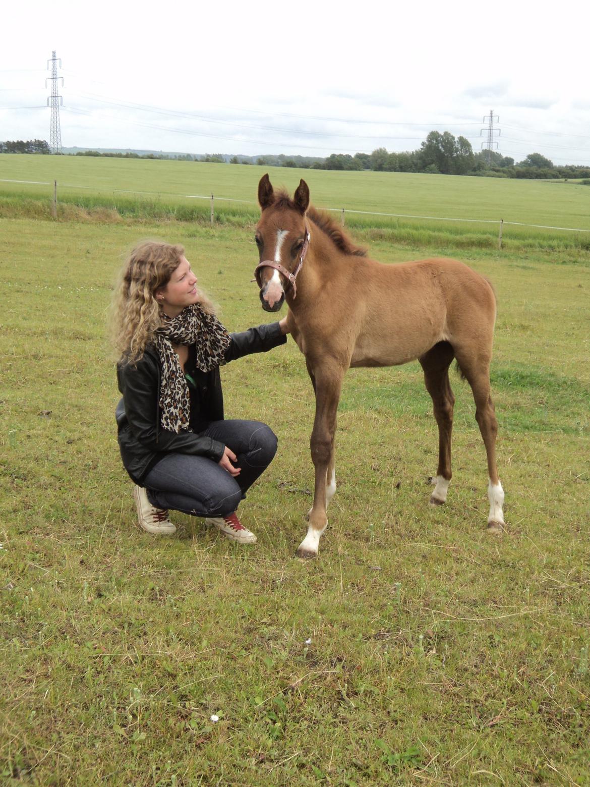 DSP Tystrupgårds Bathiba - 17. juni 2012 billede 17