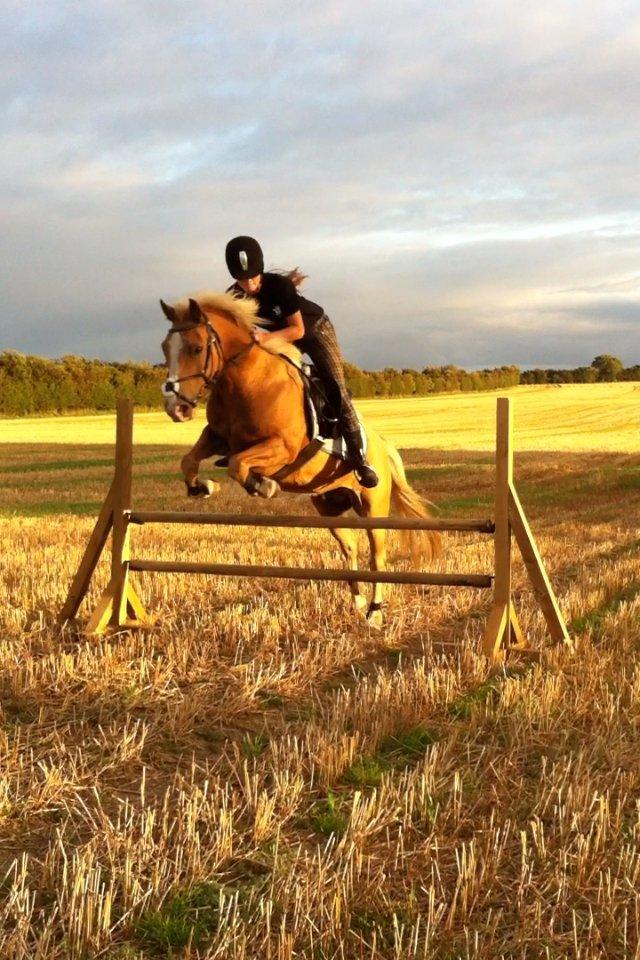 Haflinger Timon billede 5