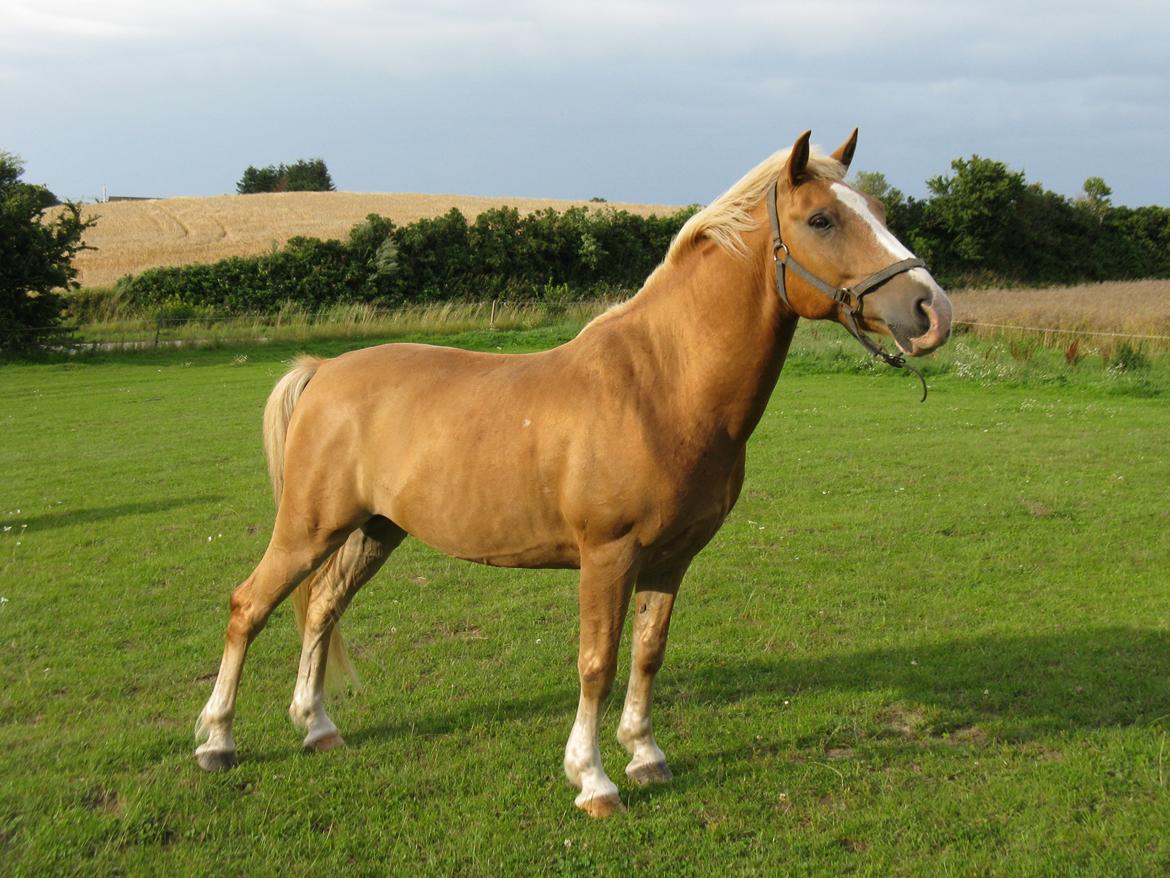 Haflinger Timon billede 9