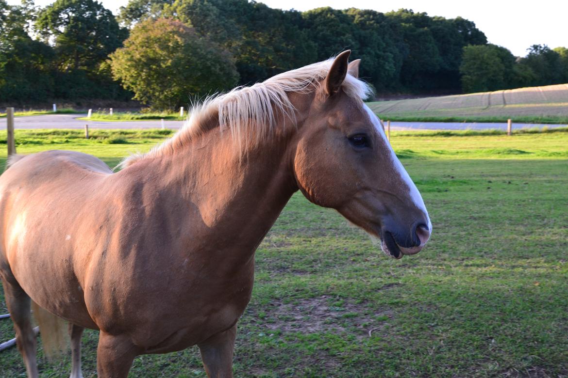 Haflinger Timon billede 13