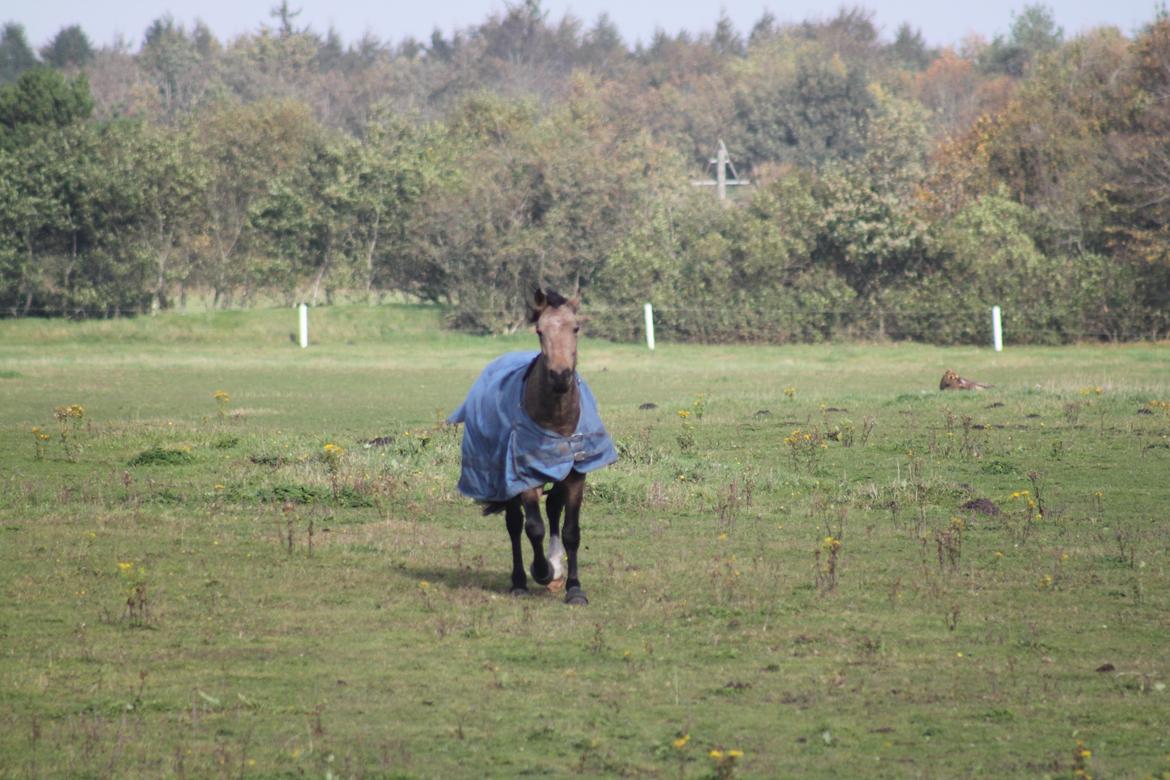 Anden særlig race Landlystes Prins Abbacus Valentino billede 4
