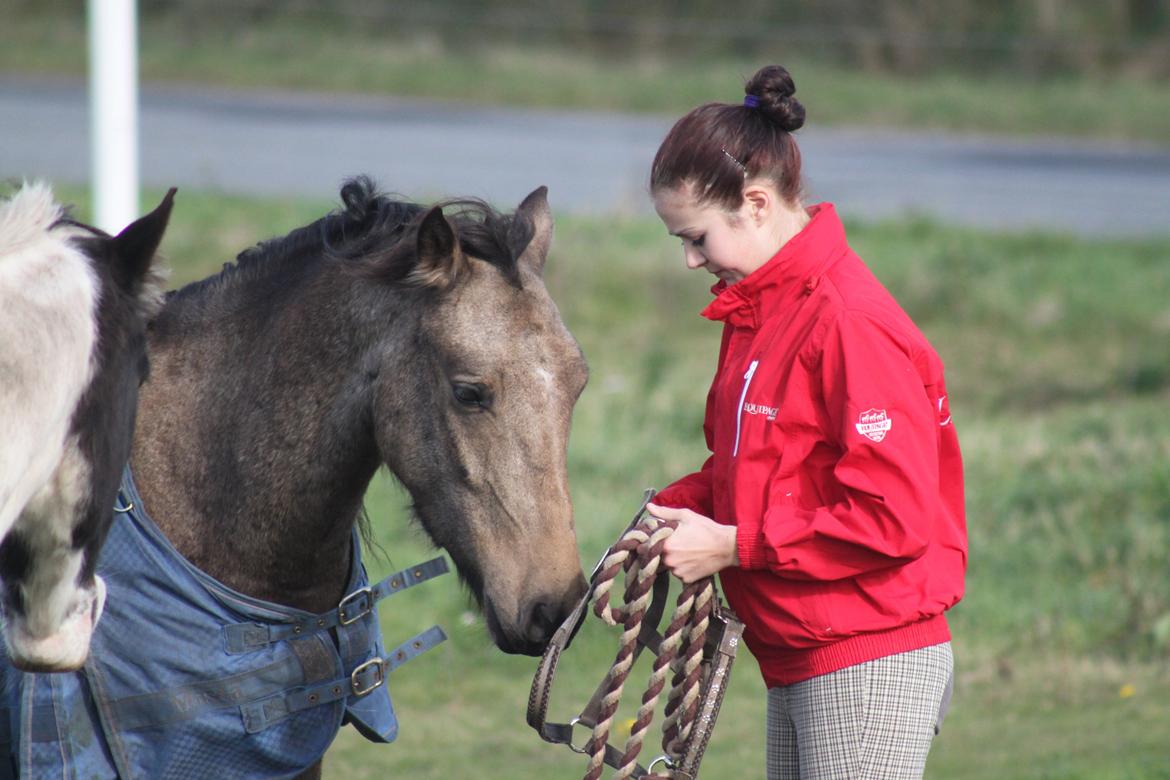 Anden særlig race Landlystes Prins Abbacus Valentino billede 2