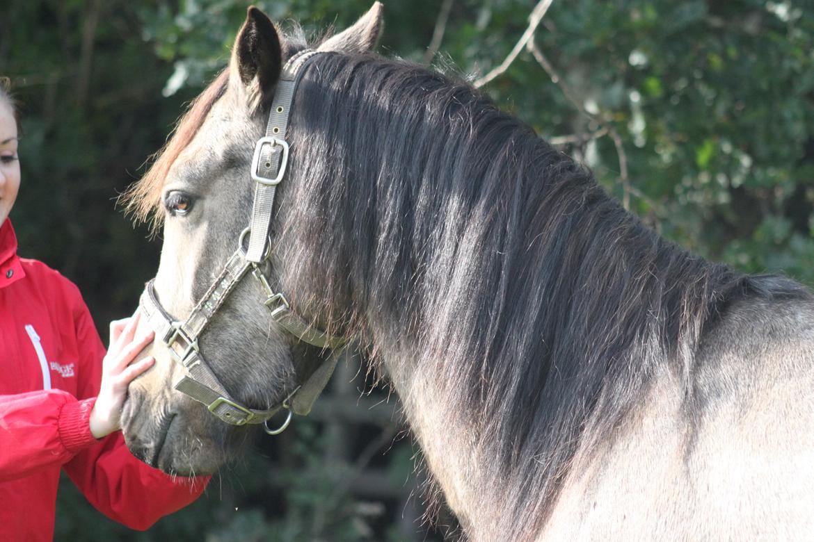 Anden særlig race Landlystes Prins Abbacus Valentino billede 9
