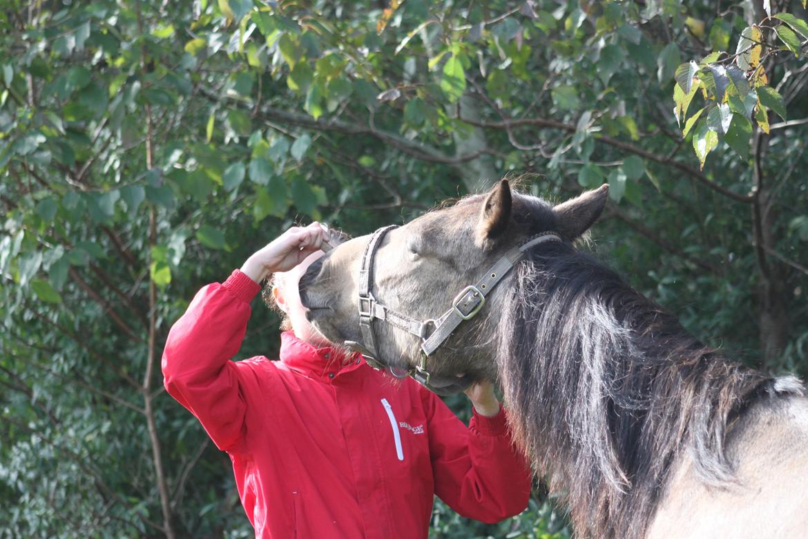 Anden særlig race Landlystes Prins Abbacus Valentino billede 17