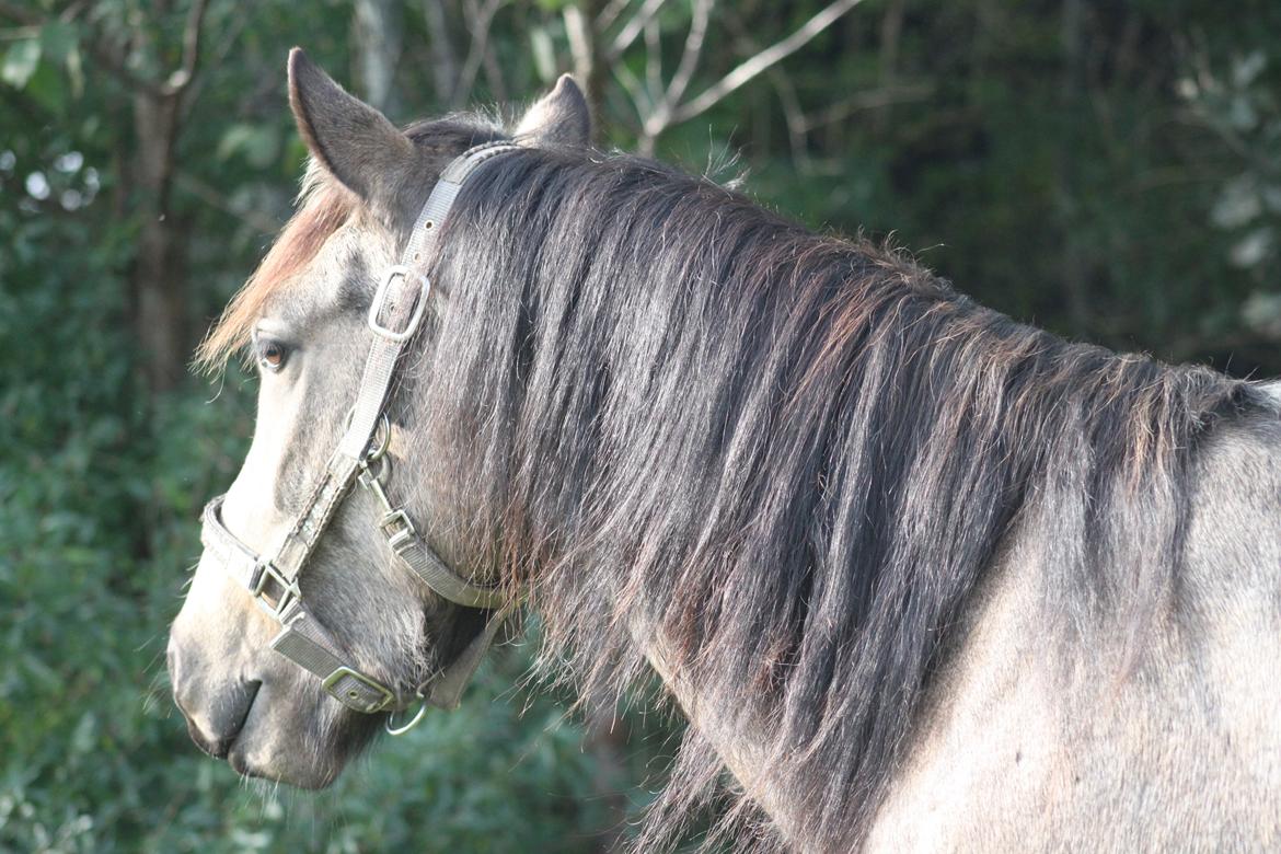 Anden særlig race Landlystes Prins Abbacus Valentino billede 5