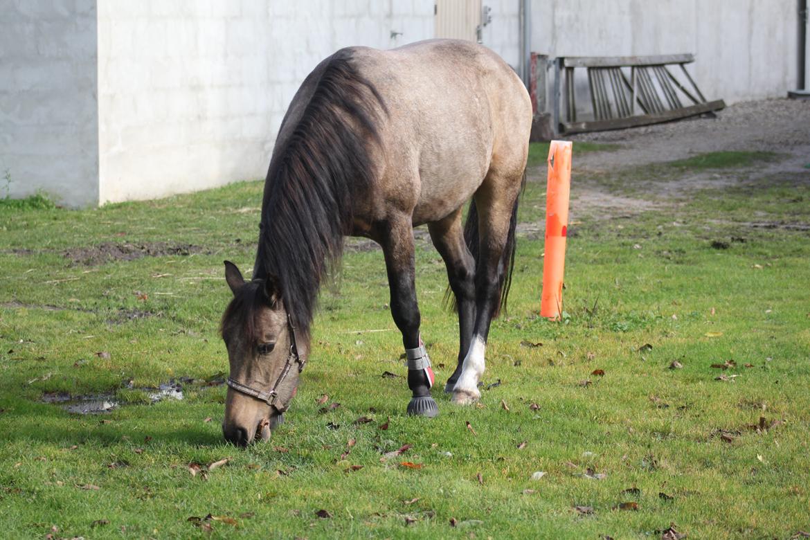 Anden særlig race Landlystes Prins Abbacus Valentino billede 8