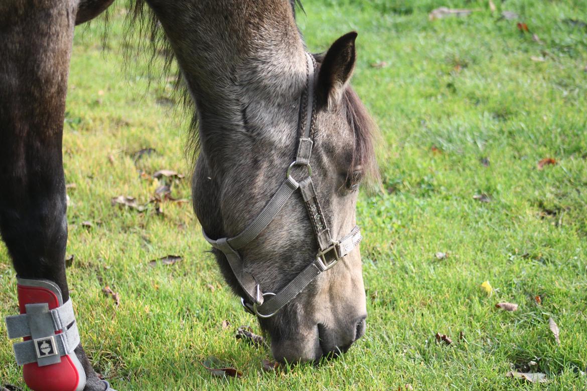 Anden særlig race Landlystes Prins Abbacus Valentino billede 12