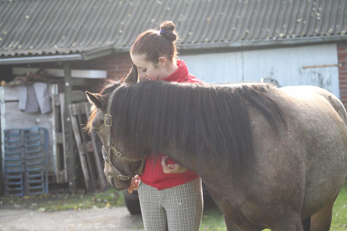 Anden særlig race Landlystes Prins Abbacus Valentino billede 7