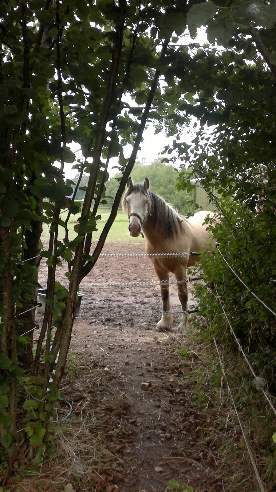 Irish Cob Caramel - Kuk kuk billede 10