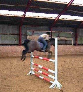 Tysk Sportspony Beauty - 2004 billede 25