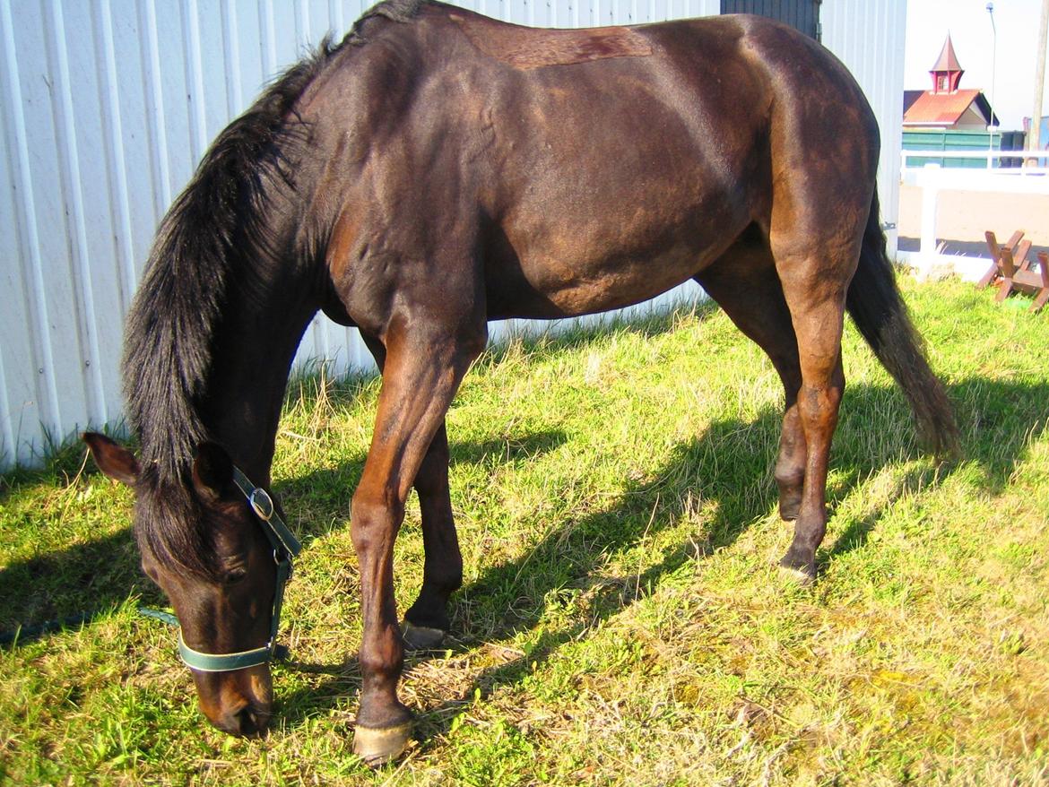 Tysk Sportspony Beauty - 2005 billede 23