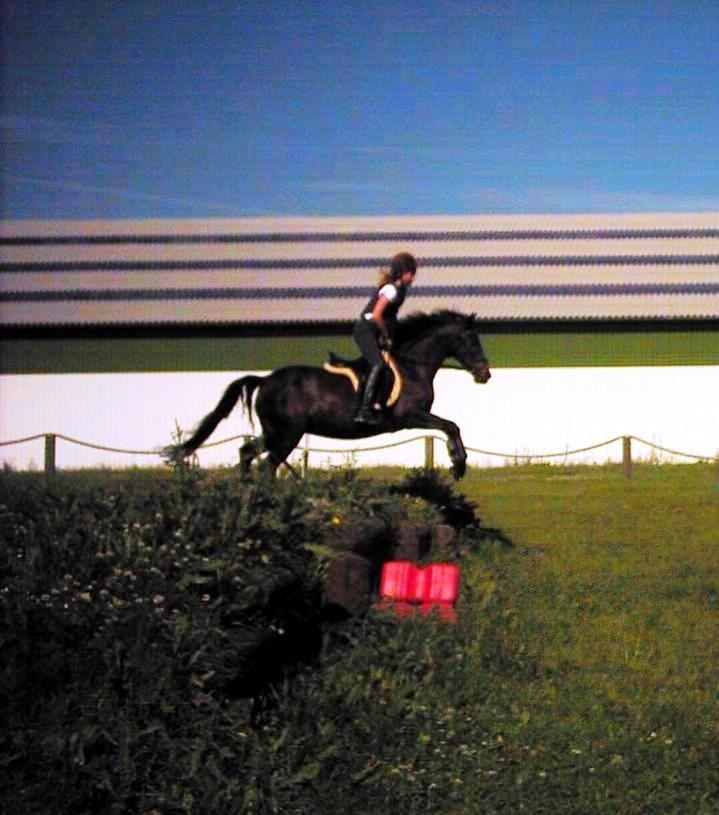 Tysk Sportspony Beauty - 2004 billede 31