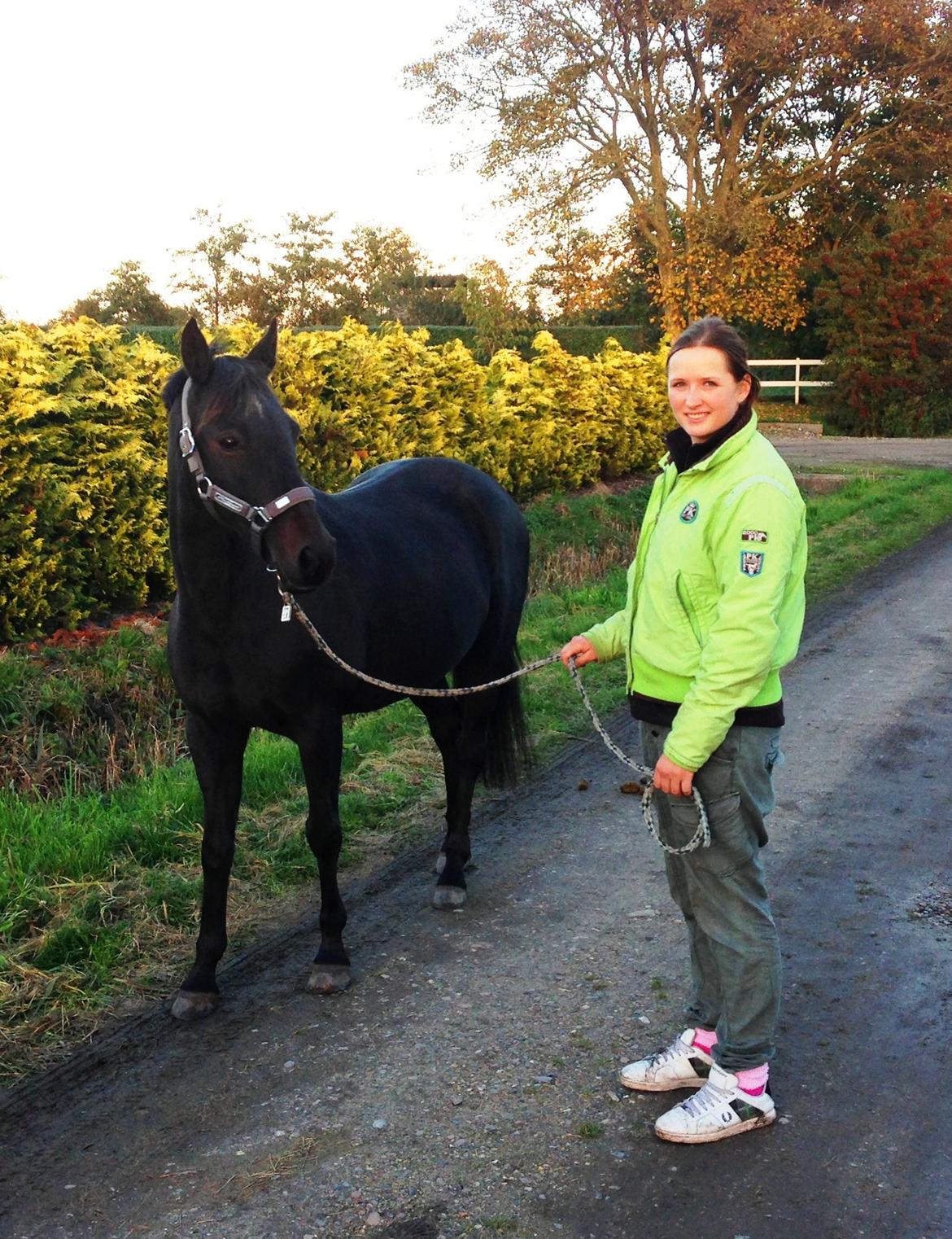 Tysk Sportspony Beauty - Det første (nye) billede af prinsessen og jeg, 2012 :-) billede 20