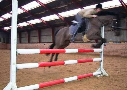 Tysk Sportspony Beauty - 2004 billede 26