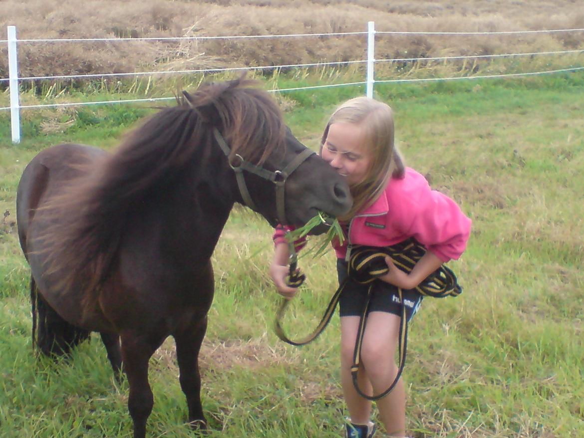 Shetlænder **Sonny** - Aller første gang, jeg mødte min Sonny-prins:-* billede 17