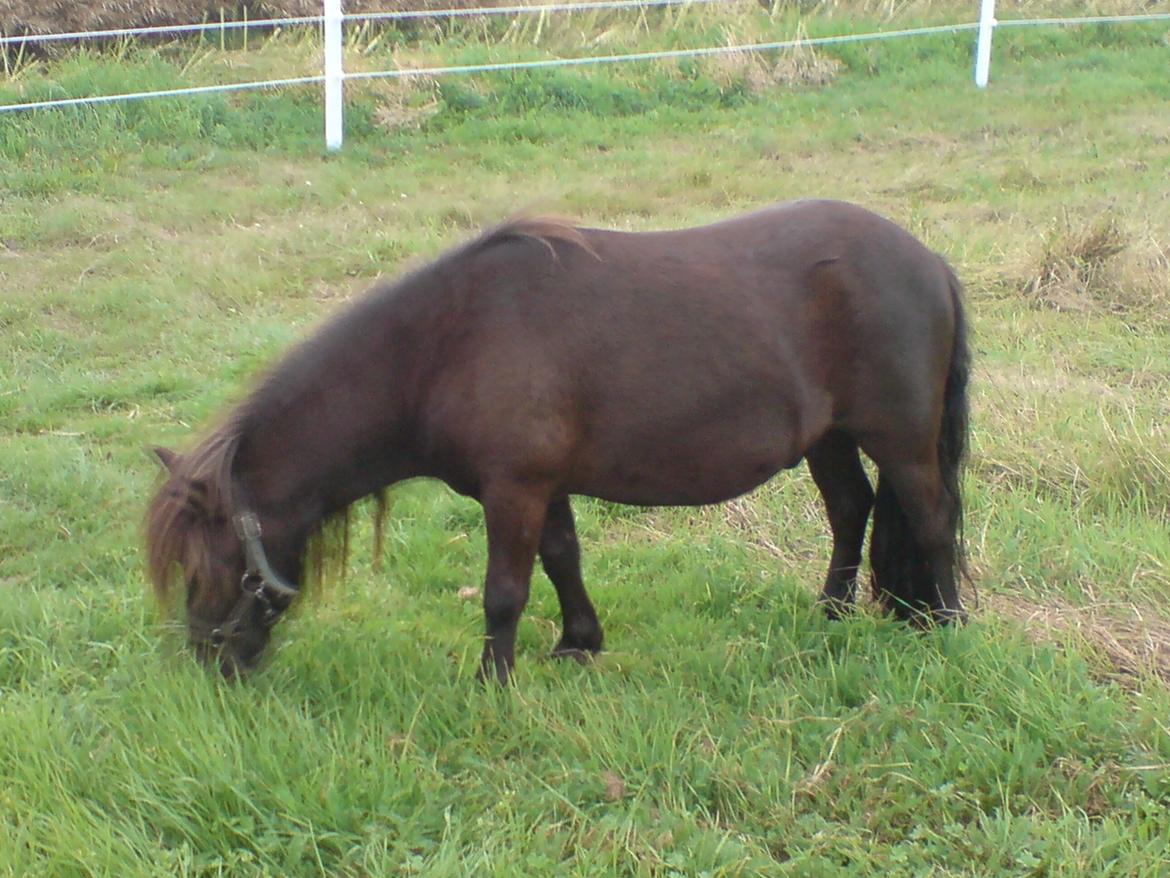 Shetlænder **Sonny** - Første gang, på hans nye mark:-) billede 18