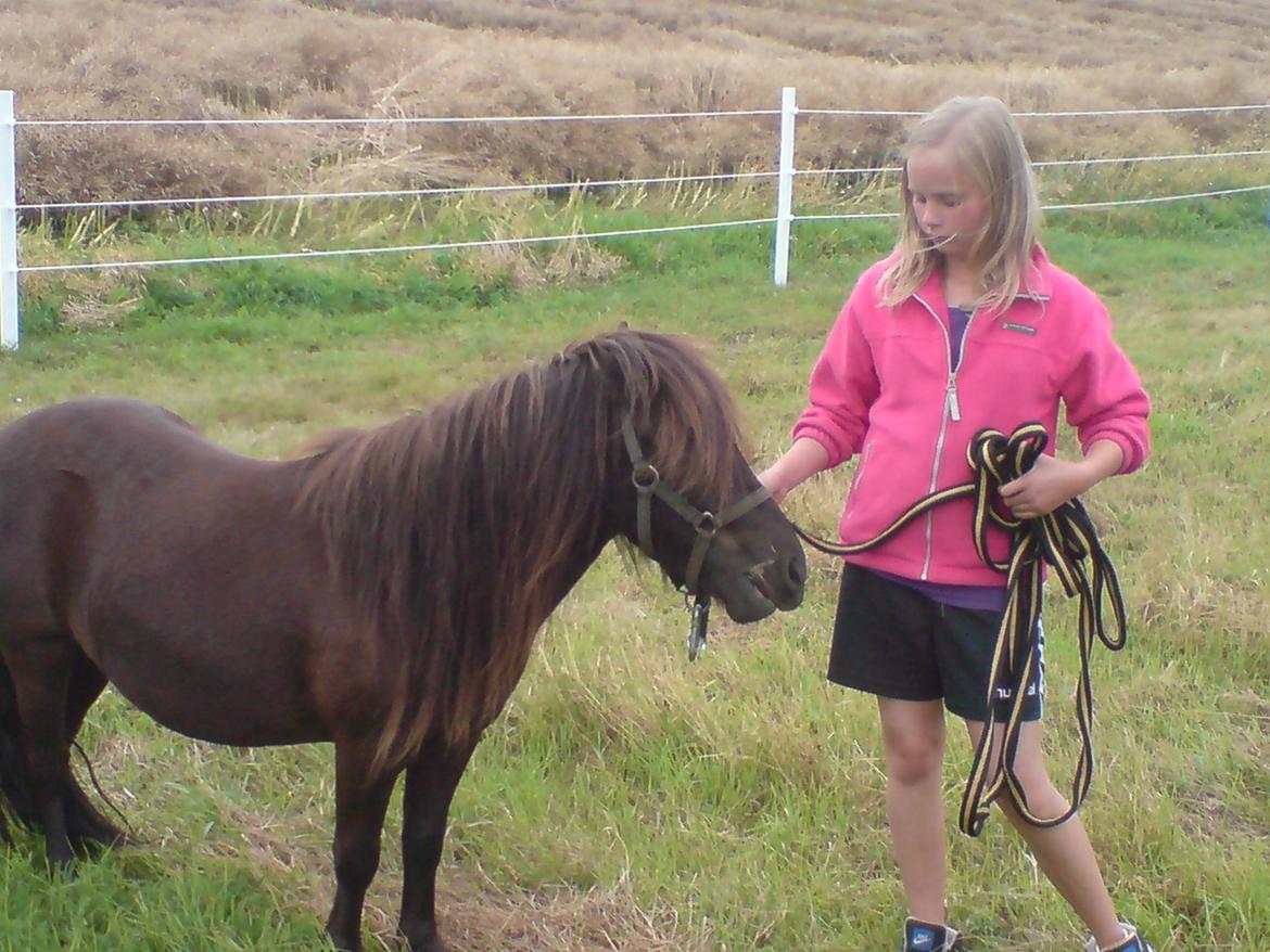 Shetlænder **Sonny** - Han havde en mega lang manke, men den filtrede sig desværre sammen, så jeg var nød til at klippe lidt af den. Fordi den ikke kunne reddes:-( billede 19