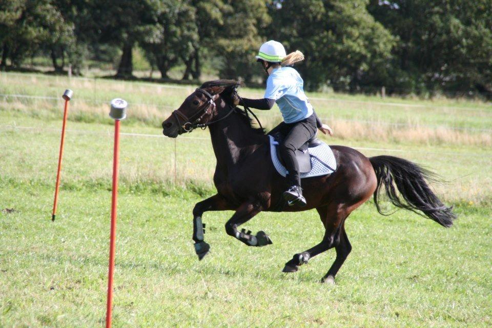 Anden særlig race Claggan Dare Lady - DM hold 2012<3 Fuld fart på! Første stævne på Tulle. billede 1