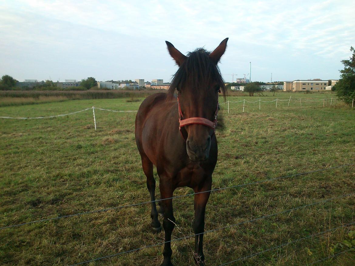 Anden særlig race Claggan Dare Lady - Første dag på fold<3 billede 7