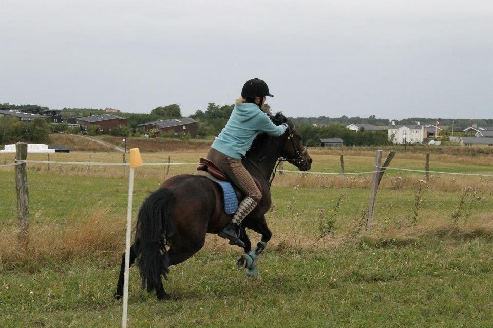 Anden særlig race Claggan Dare Lady - Træning 2012<3 En af de første gange vi trænede games! billede 9