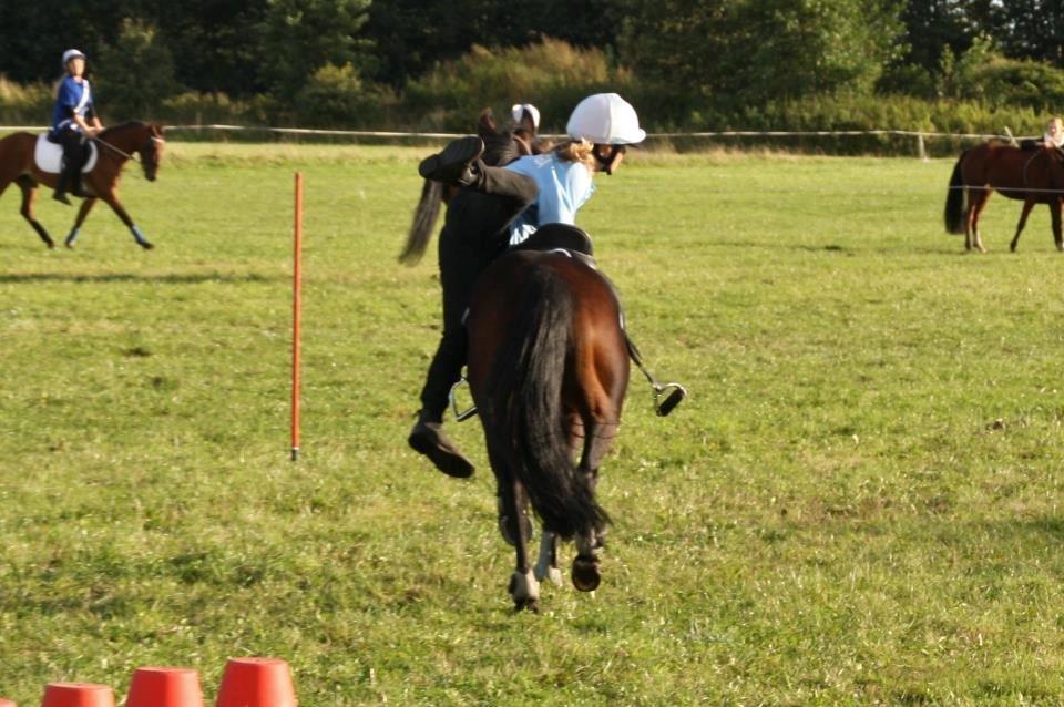 Anden særlig race Claggan Dare Lady - Når enden er god, er alting godt. Farvel Lady-baby <3
 billede 20
