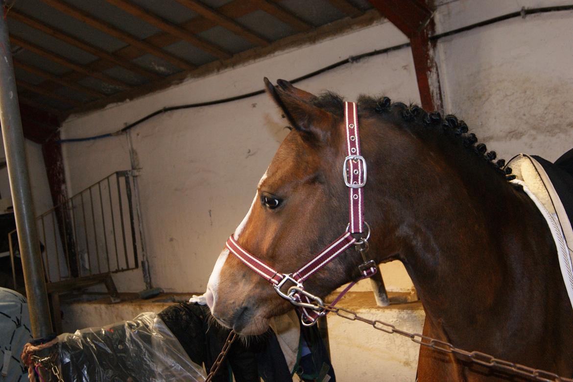 Welsh Pony (sec B) Bjerregårds Mekado - "Uh hvad er det?" billede 3