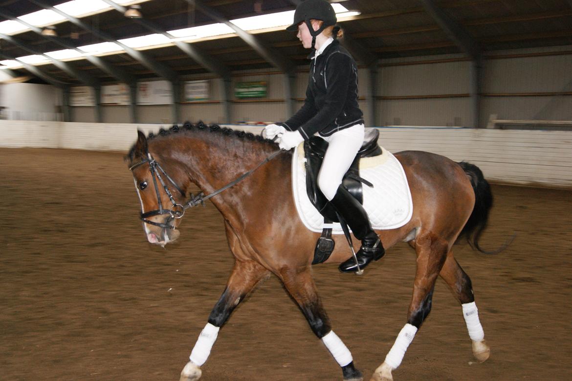 Welsh Pony (sec B) Bjerregårds Mekado - Børkop billede 8