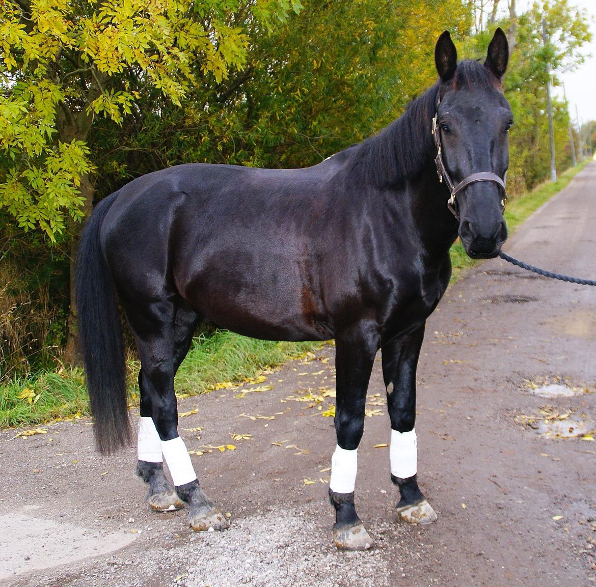 Oldenborg » Baxter - 2012. Leger da lige lidt modelhest? ♥ Total lækker ! billede 8