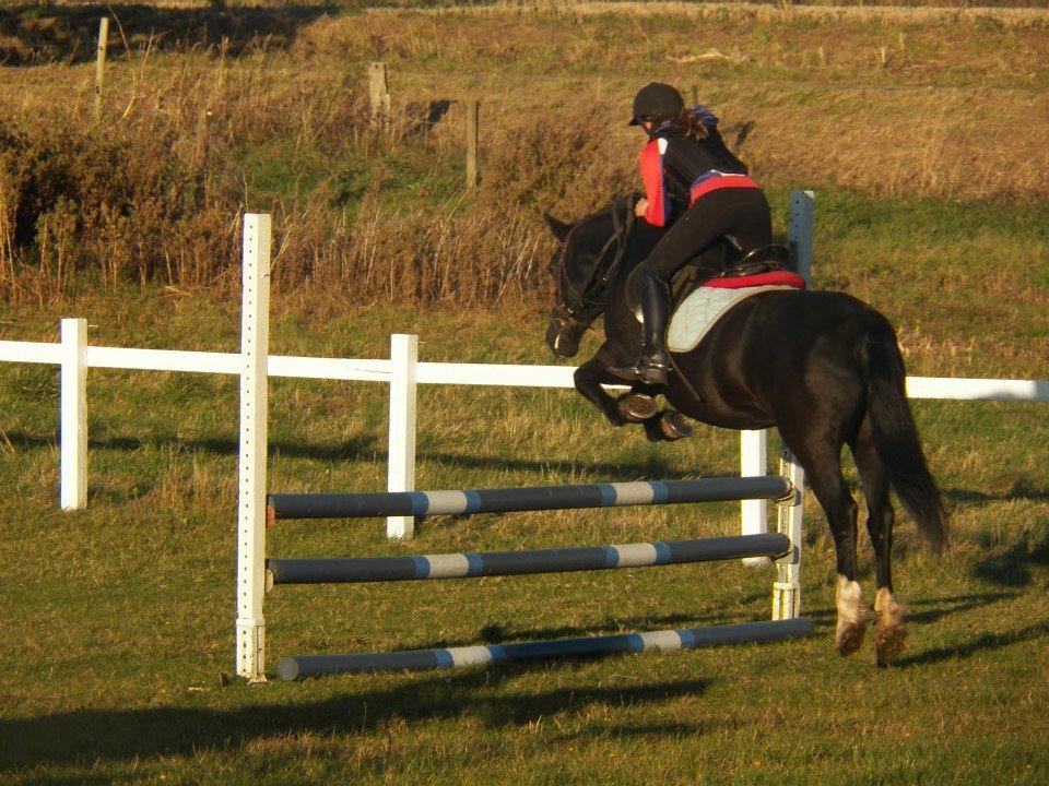 Welsh Cob (sec D) Black Magic (rideskole pony) billede 7