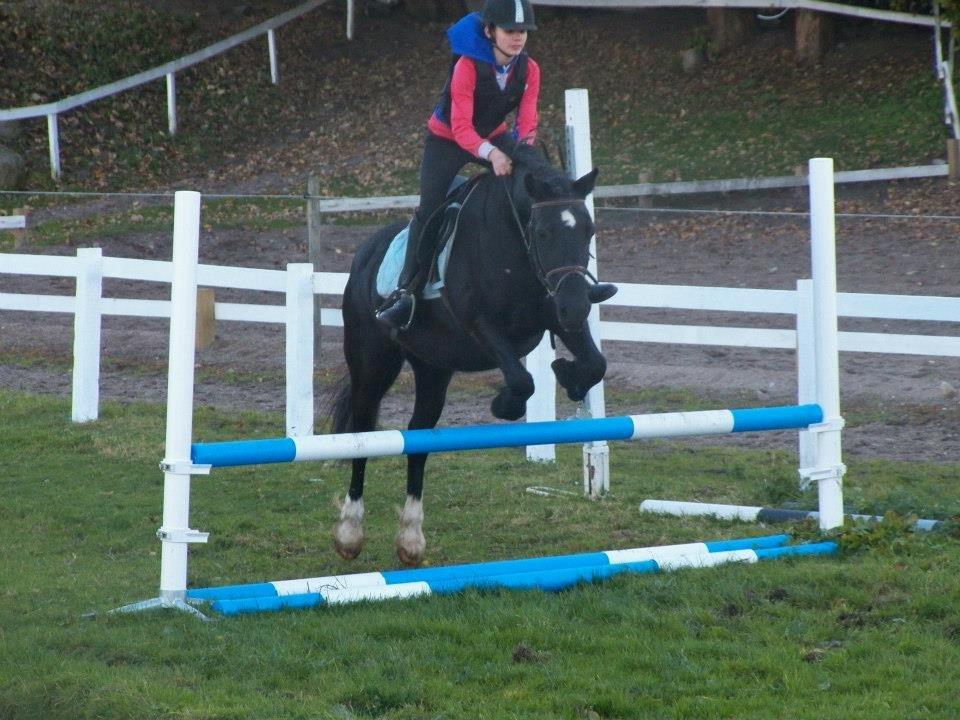 Welsh Cob (sec D) Black Magic (rideskole pony) billede 8