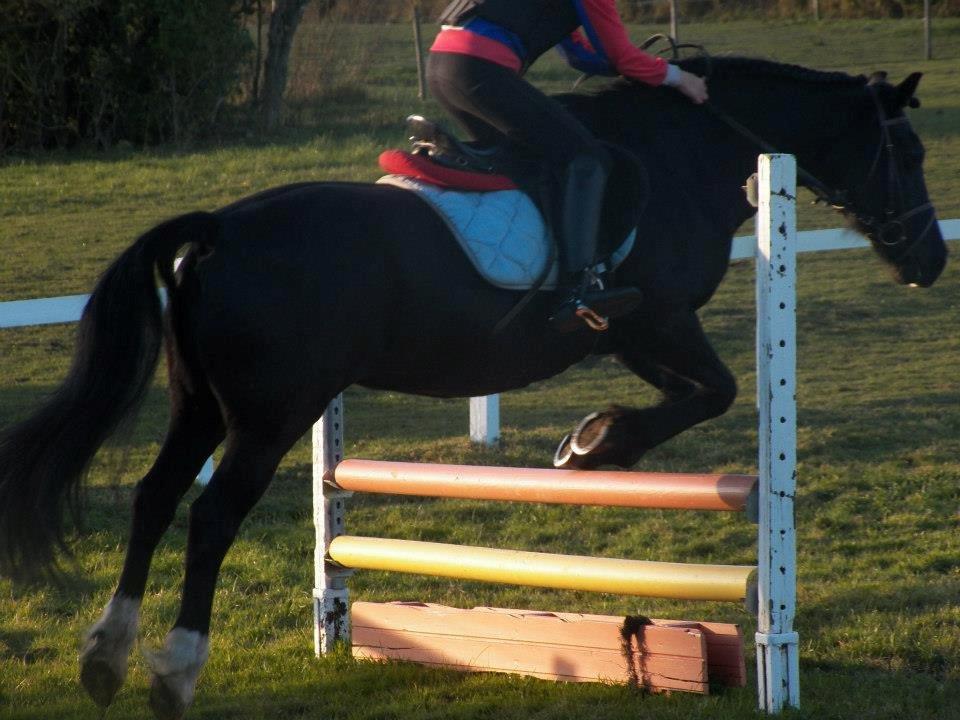 Welsh Cob (sec D) Black Magic (rideskole pony) billede 9