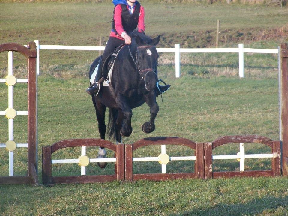 Welsh Cob (sec D) Black Magic (rideskole pony) billede 10