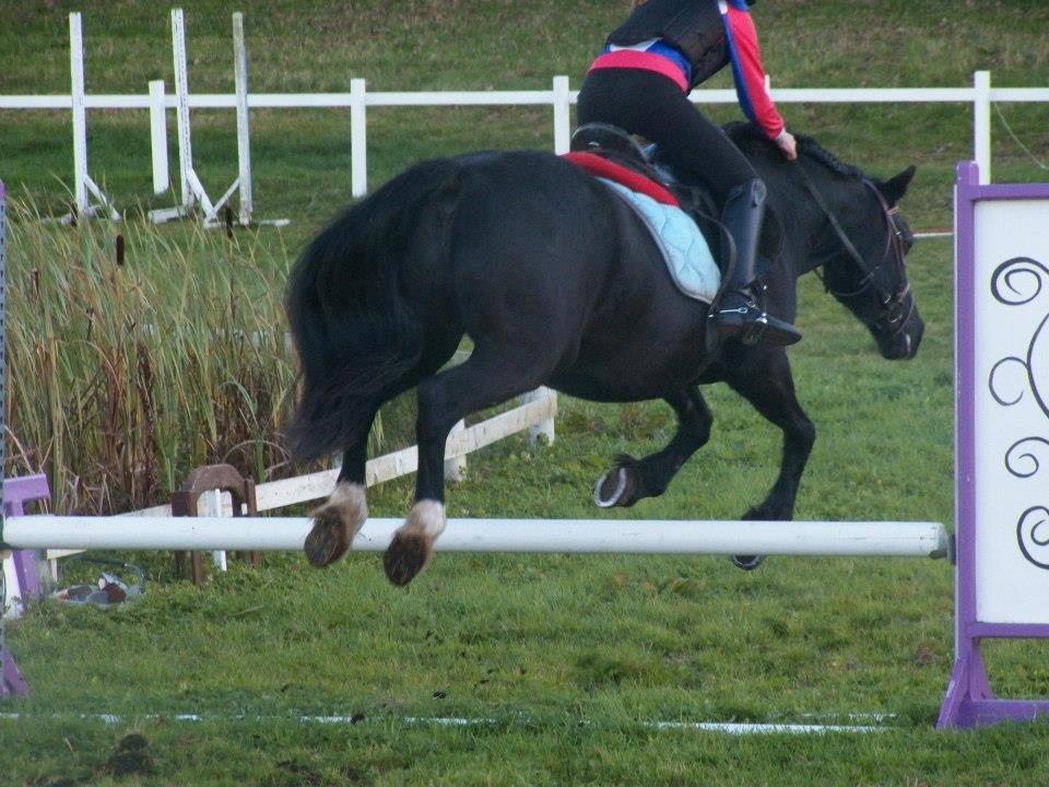 Welsh Cob (sec D) Black Magic (rideskole pony) billede 11