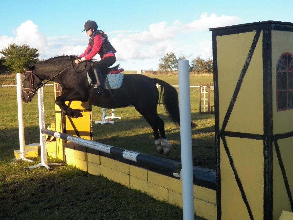 Welsh Cob (sec D) Black Magic (rideskole pony) billede 12