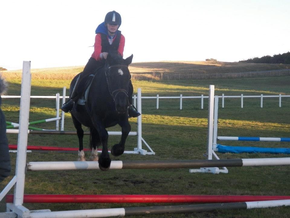 Welsh Cob (sec D) Black Magic (rideskole pony) billede 13