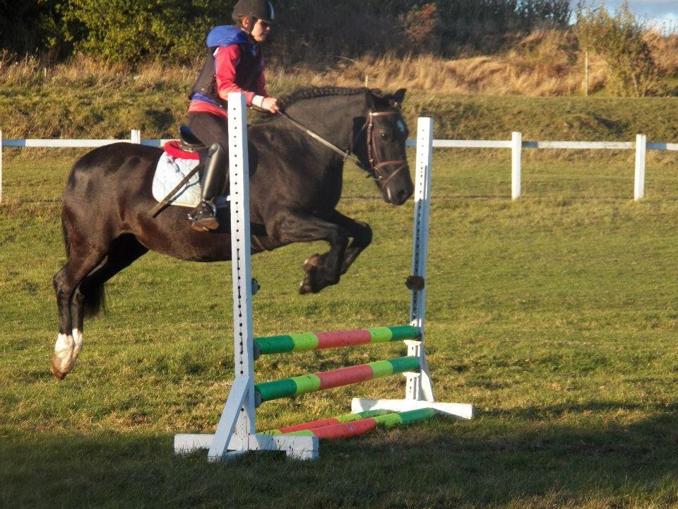 Welsh Cob (sec D) Black Magic (rideskole pony) billede 14