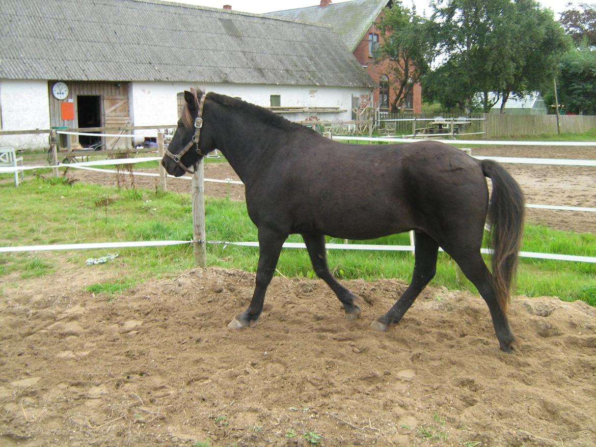Islænder Glæsir Fra Tvis R.I.P :'(  - Lige lidt motion i rotonden :) billede 6