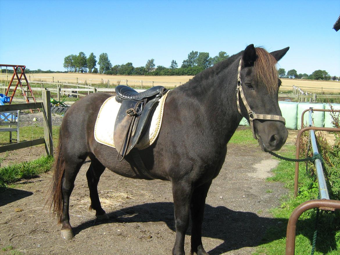 Islænder Glæsir Fra Tvis R.I.P :'(  - Inden vi skulle ud på tur :) billede 7