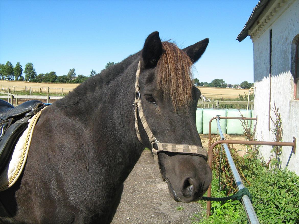 Islænder Glæsir Fra Tvis R.I.P :'(  - Såå fin ;D billede 8