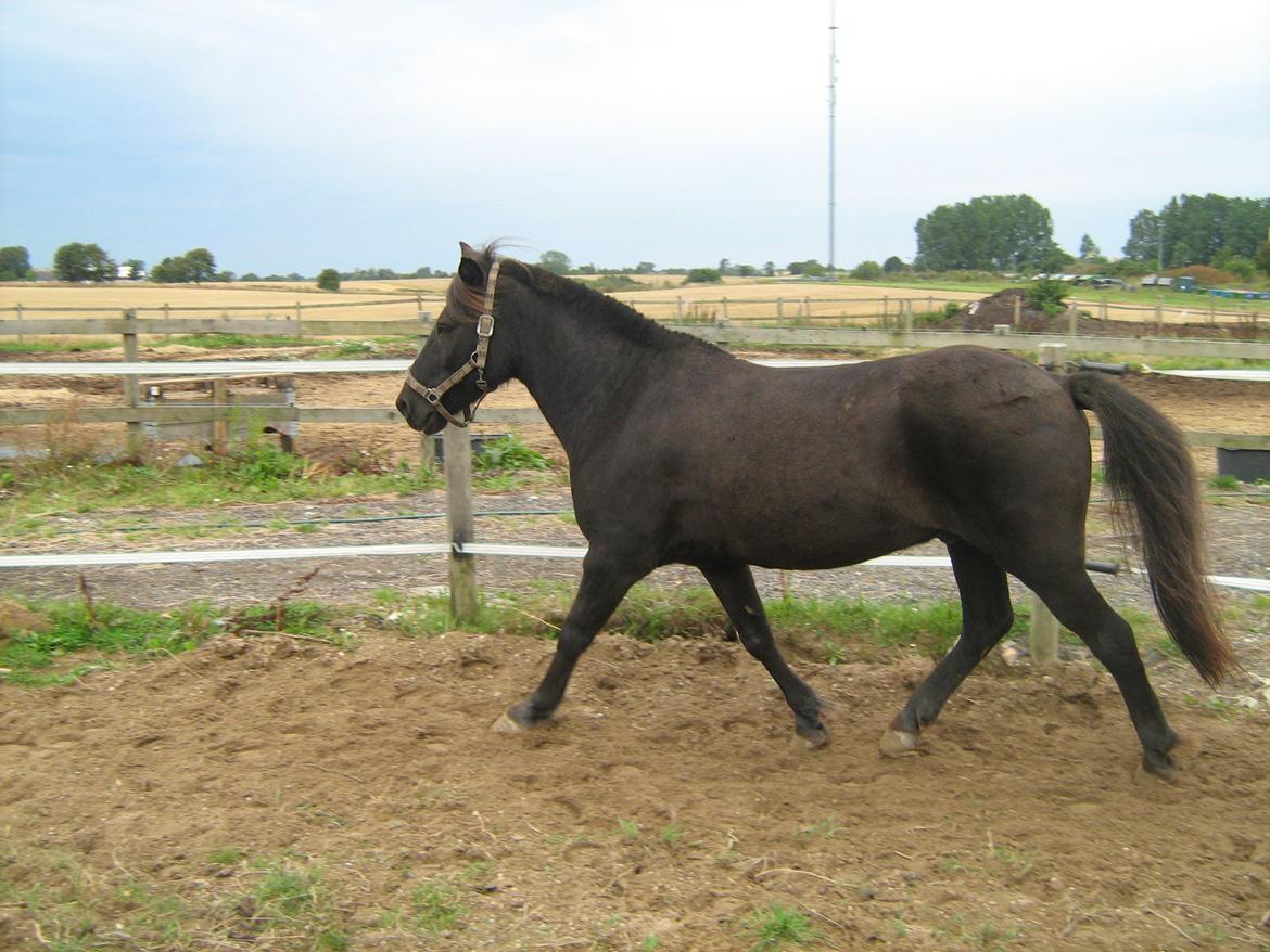 Islænder Glæsir Fra Tvis R.I.P :'(  - Ok prøver lige igen så :P billede 10